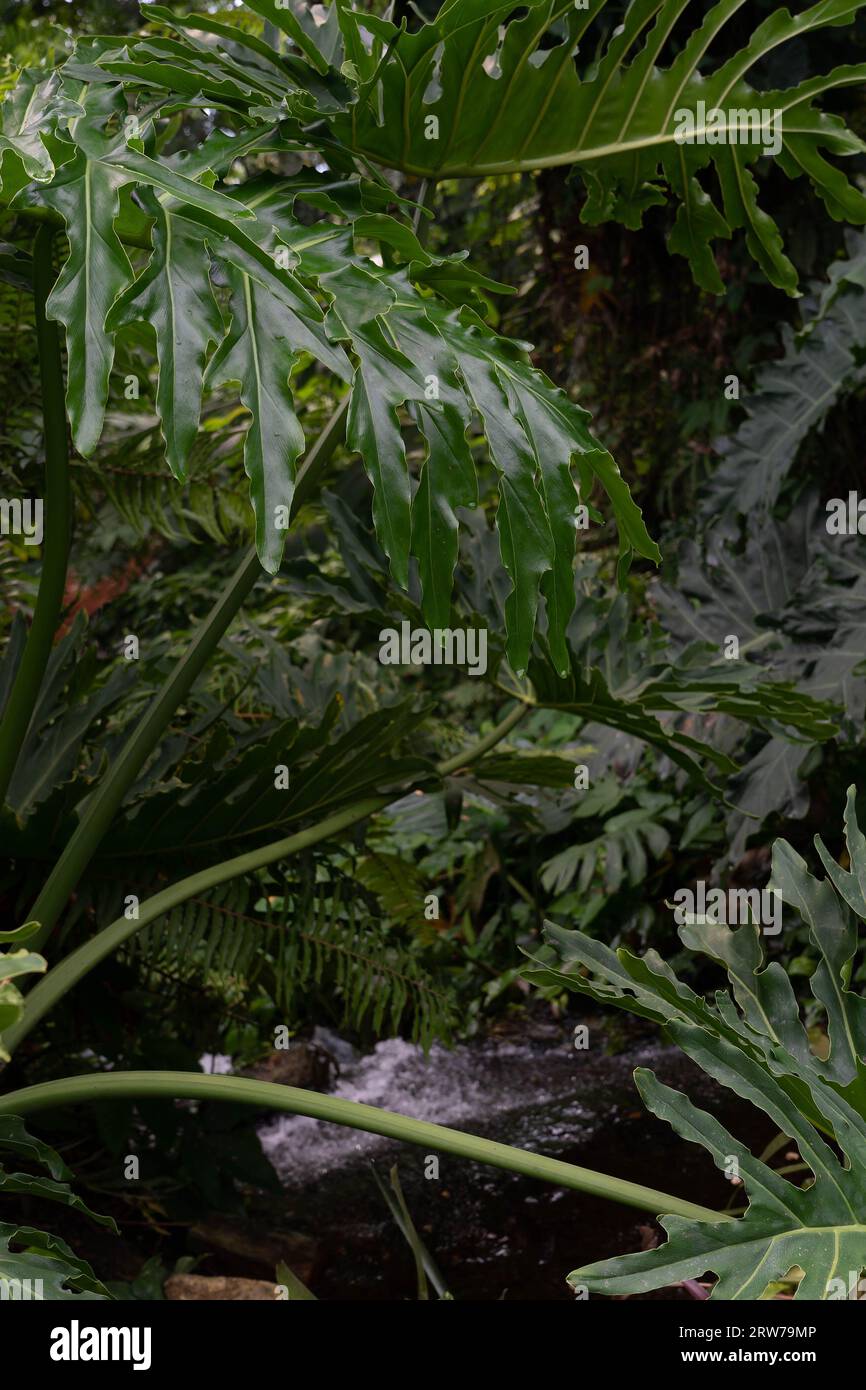Lussureggiante vegetazione tropicale con grandi foglie verdi nel giardino della Cornovaglia Foto Stock