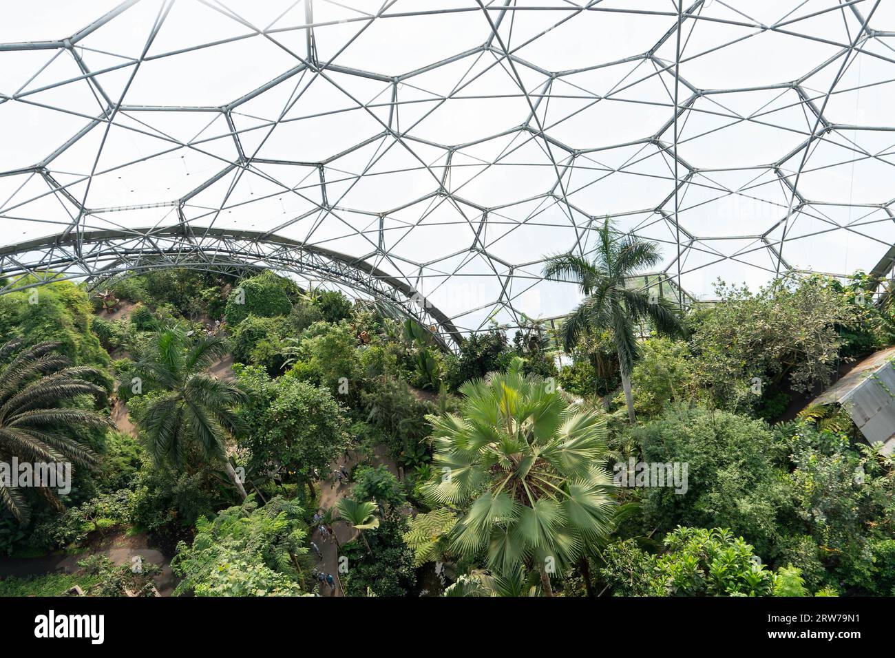 Bioma della foresta pluviale tropicale sotto la cupola geodetica dell'Eden Project Cornwall Foto Stock