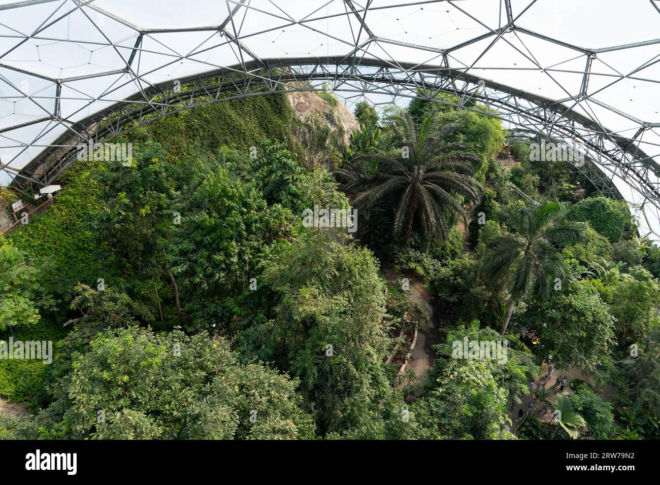 Bioma tropicale della foresta pluviale con vegetazione lussureggiante sotto la cupola geodetica dell'Eden Project Cornwall Foto Stock