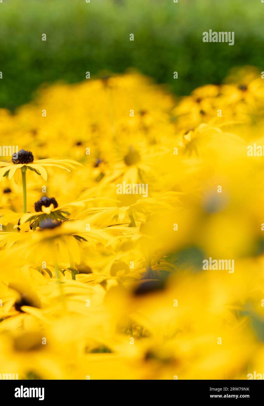 Fiori di rudbeckia gialli brillanti che fioriscono nel giardino estivo con bassa profondità di campo Foto Stock