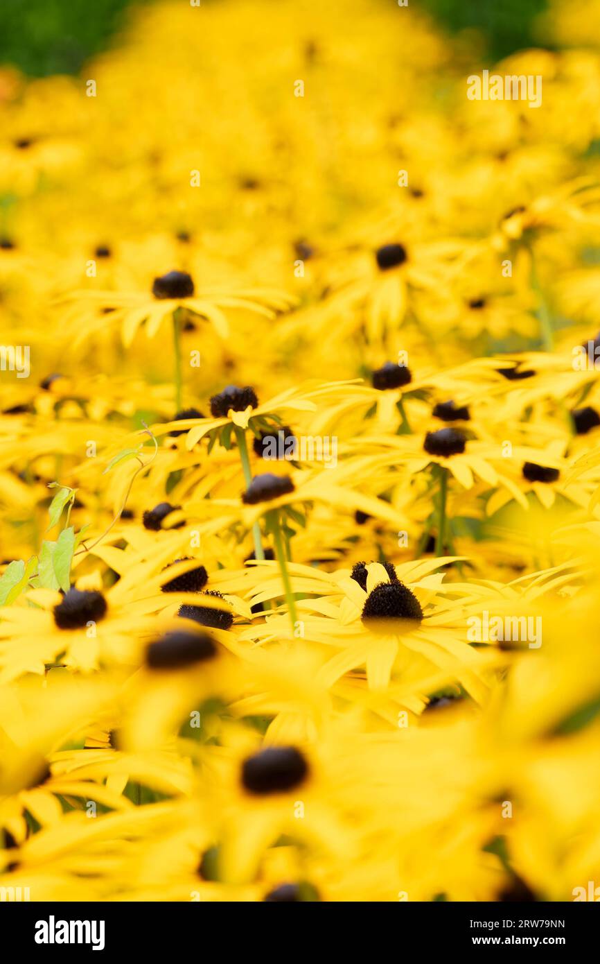 Fiori di rudbeckia giallo brillante con centri scuri in piena fioritura Foto Stock
