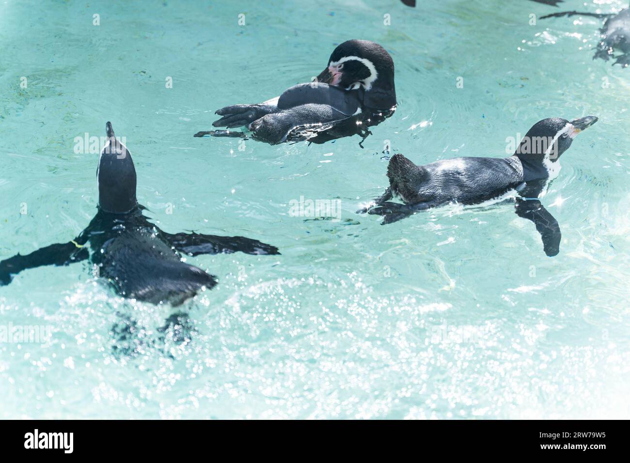 Pinguini africani che nuotano nelle acque cristalline e turchesi presso l'attrazione naturalistica della Cornovaglia Foto Stock