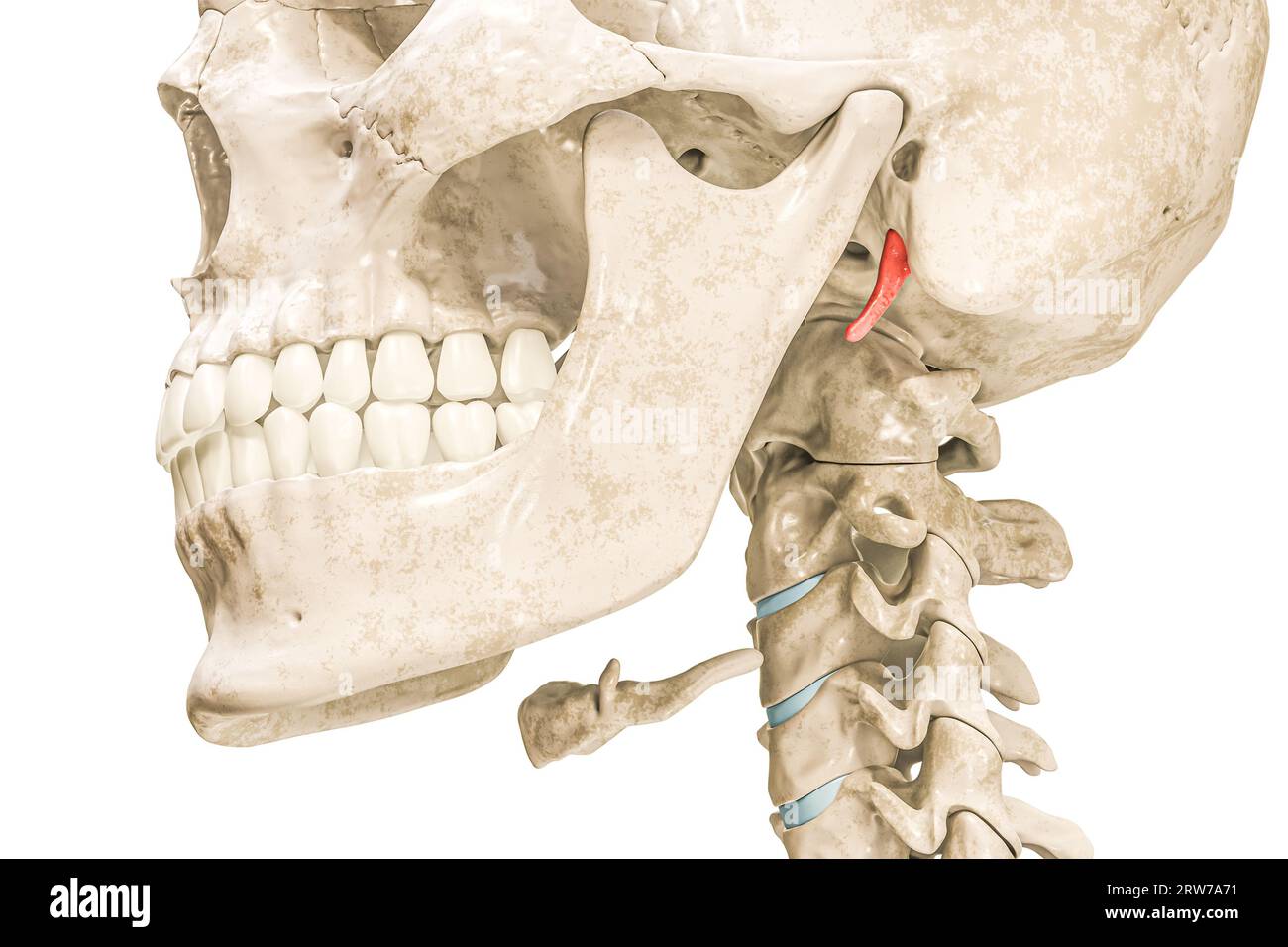 Processo stiloide temporale in rosso illustrazione di rendering 3D isolato su bianco. Scheletro umano e anatomia del cranio, diagramma medico, osteologia, spillo Foto Stock