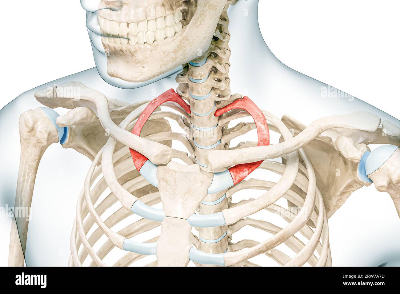 Prima nervatura di colore rosso con illustrazione di rendering 3D del corpo isolata su bianco con spazio di copia. Anatomia scheletro umano, diagramma medico, osteologia, schel Foto Stock