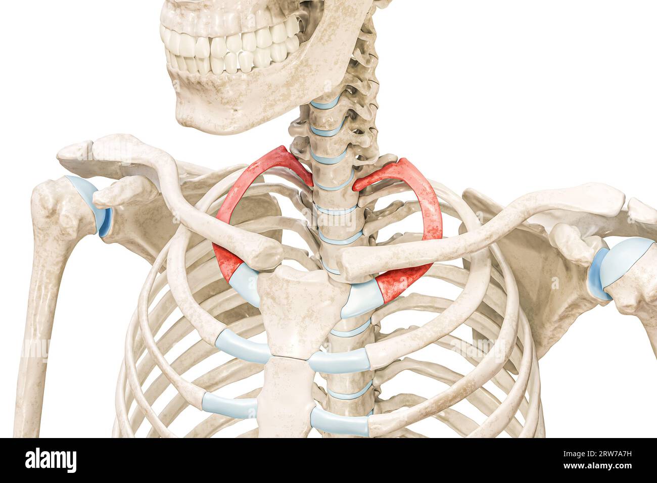 Prima nervatura in rosso illustrazione di rendering 3D isolata su bianco con spazio di copia. Anatomia scheletrica umana, diagramma medico, osteologia, siste scheletrica Foto Stock