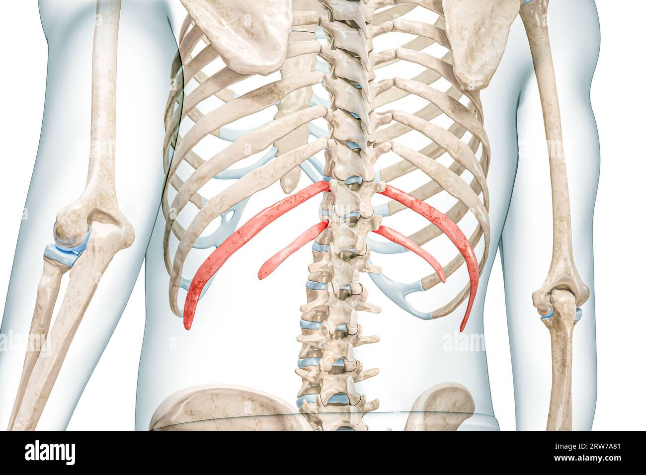 Nervature fluttuanti di colore rosso con illustrazione di rendering 3D del corpo isolata su bianco. Anatomia scheletrica umana, diagramma medico, osteologia, sistema scheletrico Foto Stock