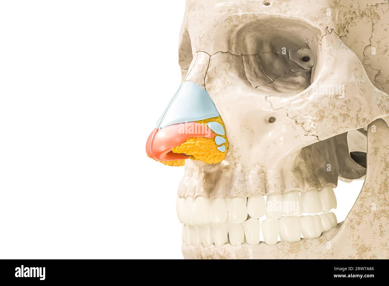 Cartilagine nasale ALAR in rosso illustrazione di rendering 3D isolata su bianco con spazio di copia. Scheletro umano e anatomia del naso, diagramma medico concep Foto Stock
