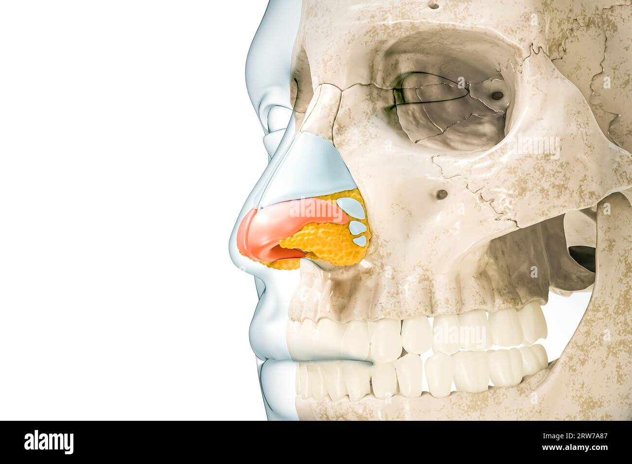 Cartilagine nasale ALAR di colore rosso con contorni del corpo illustrazione di rendering 3D isolata su bianco con spazio di copia. Anatomia scheletro umano e naso, med Foto Stock