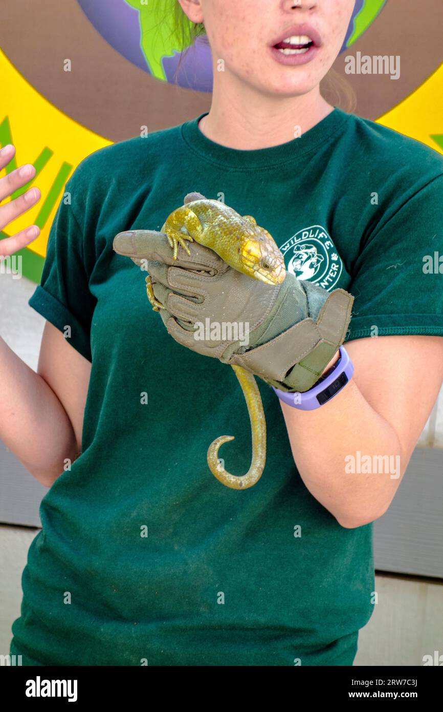 Custode che mostra uno Skink delle Isole Salomone o uno Skink dalla coda di scimmia, Corucia zebrata, al Wildlife Learning Center, Sylmar, California, Stati Uniti Foto Stock