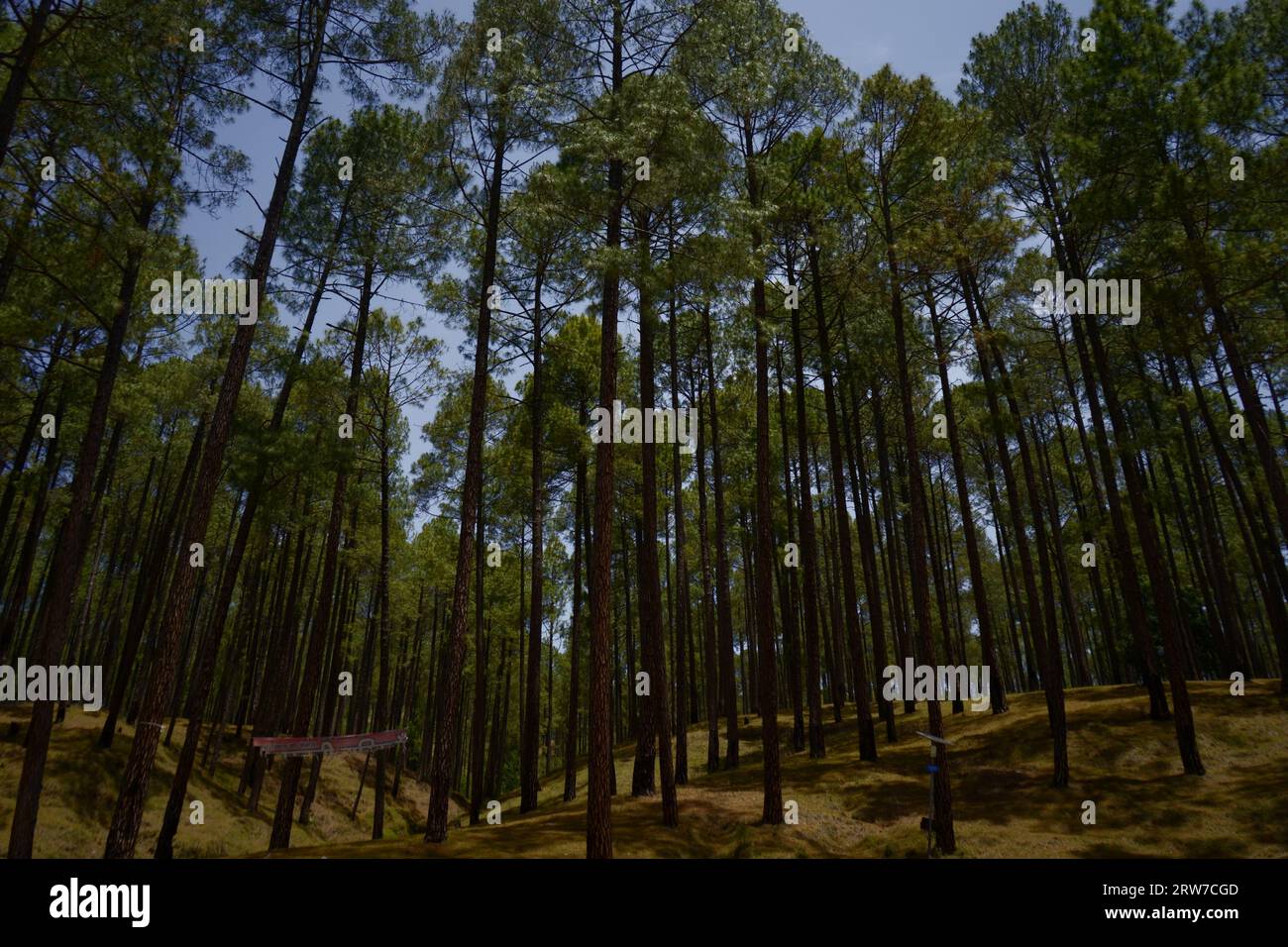 Guarda in profondità nella natura, e poi capirai tutto meglio. Foto Stock