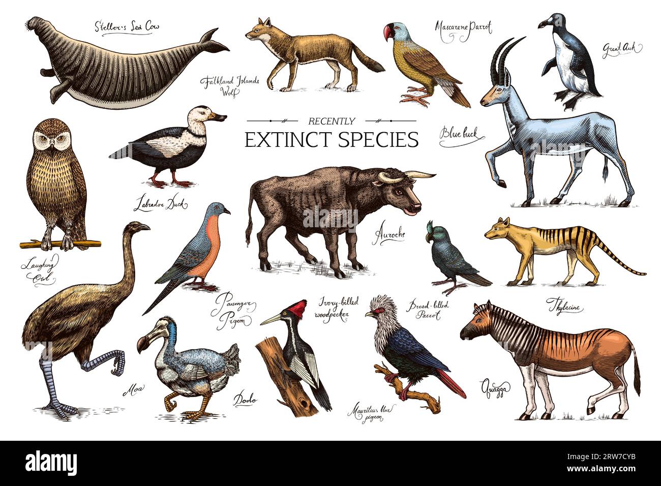 Specie *. Animali e uccelli selvatici di mammiferi. Dodo, Moa, Lupo della Tasmania, Quagga. Aurochs. Antilope blu. Disegno con incisione vettoriale disegnata a mano. Figura Illustrazione Vettoriale