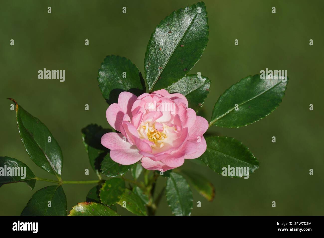 Primo piano di un fiore della rosa fatata (rosa la fata), famiglia Rosaceae. Fine estate, settembre, giardino olandese Foto Stock