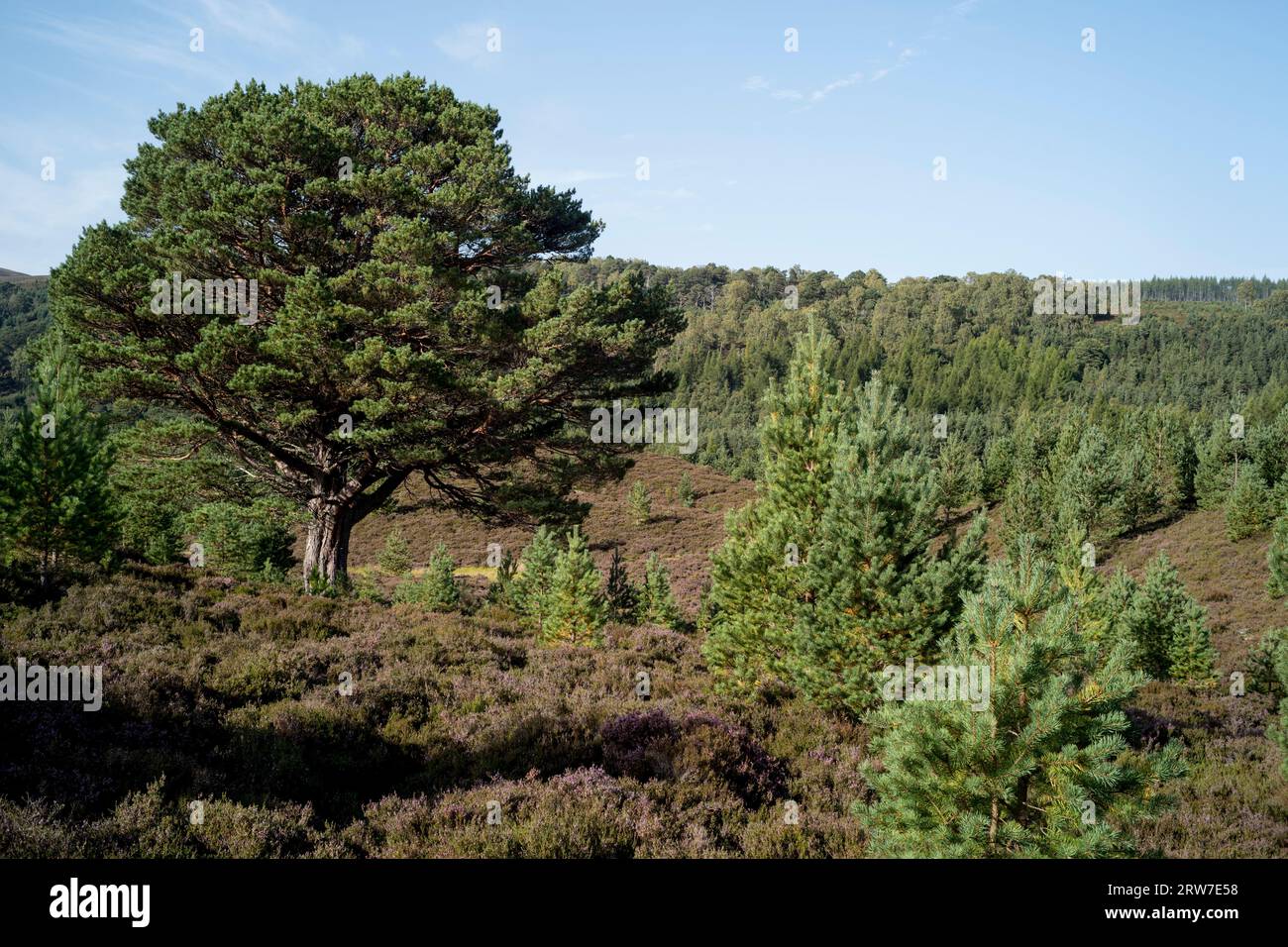 Glenfeshie Forest, cairngorms National Park Scozia, Regno Unito Foto Stock