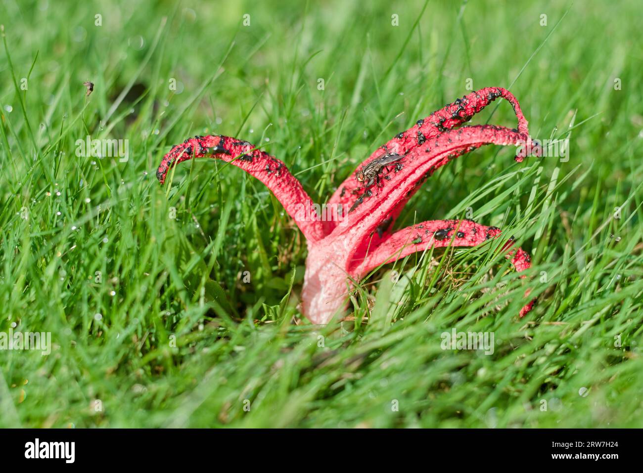 Fungo molto puzzolente Clathrus archeri, noto anche come corno di polpo con tentacoli rossi. Puzzolente attira l'insetto. Sembra alieno. Crescendo dall'uovo, commestibile in Foto Stock