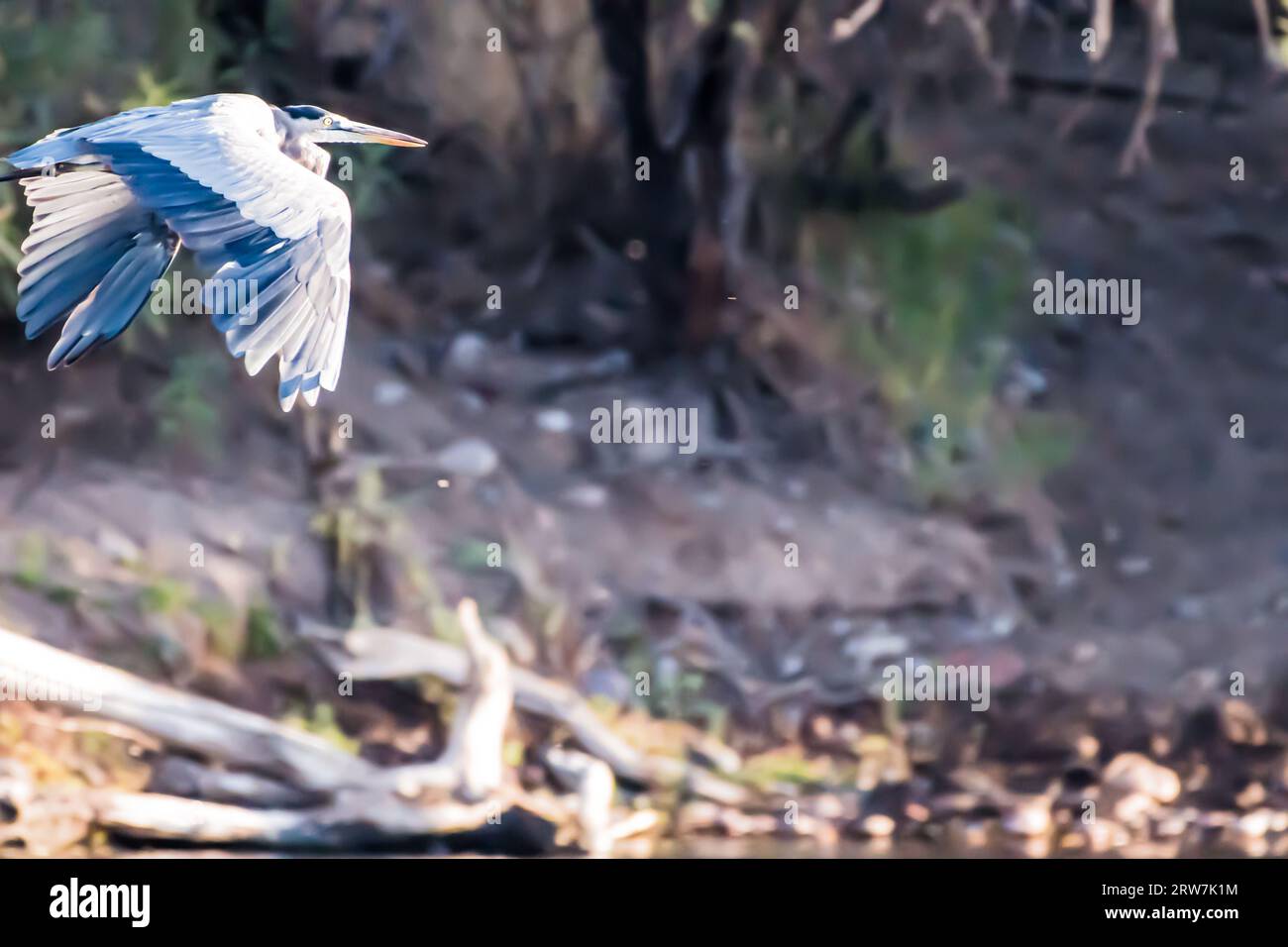 Heron in Flight! Foto Stock