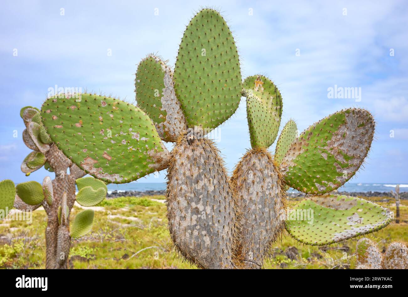 Foto ravvicinata del gigante opuntia Pads (Opuntia galapageia) sull'isola di Santa Cruz, messa a fuoco selettiva, Parco Nazionale delle Galapagos, Ecuador. Foto Stock