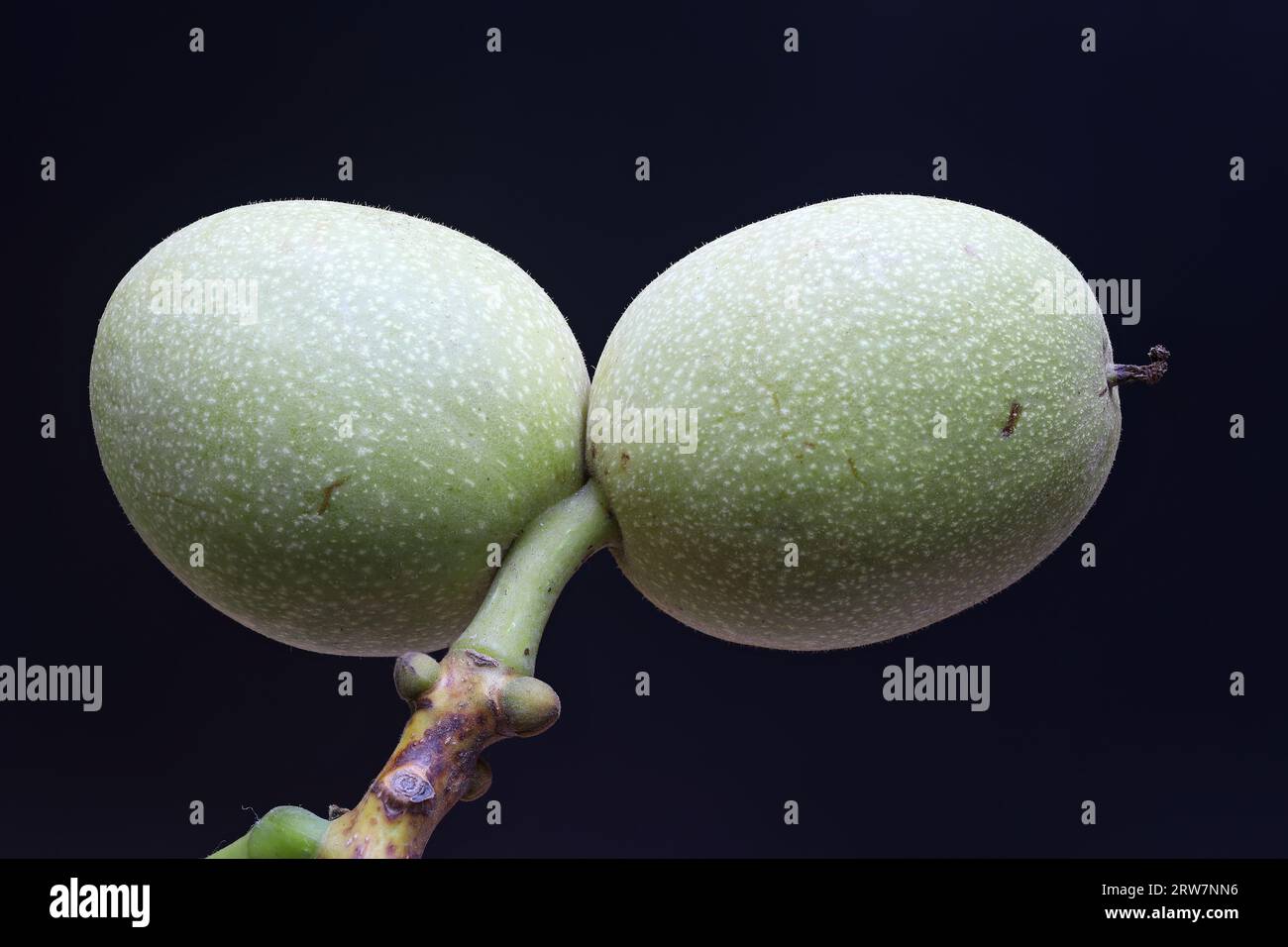 Vista naturale della frutta di noce - Juglans regia Foto Stock
