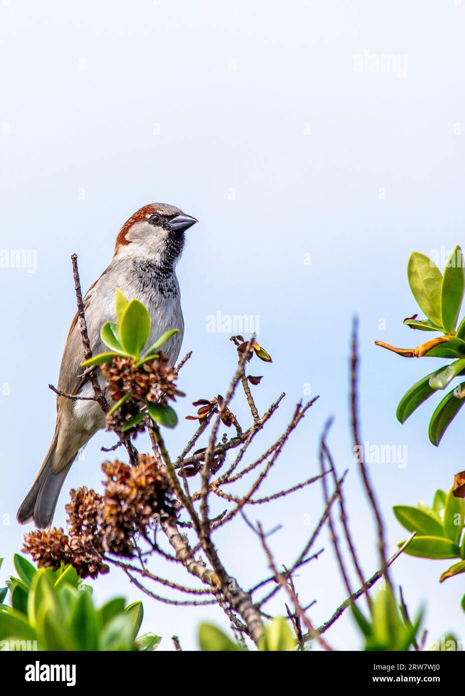 Common House Sparrow, Passer domesticus, visto all'aperto a Dublino, esemplifica la vita aviaria urbana in Irlanda. Foto Stock