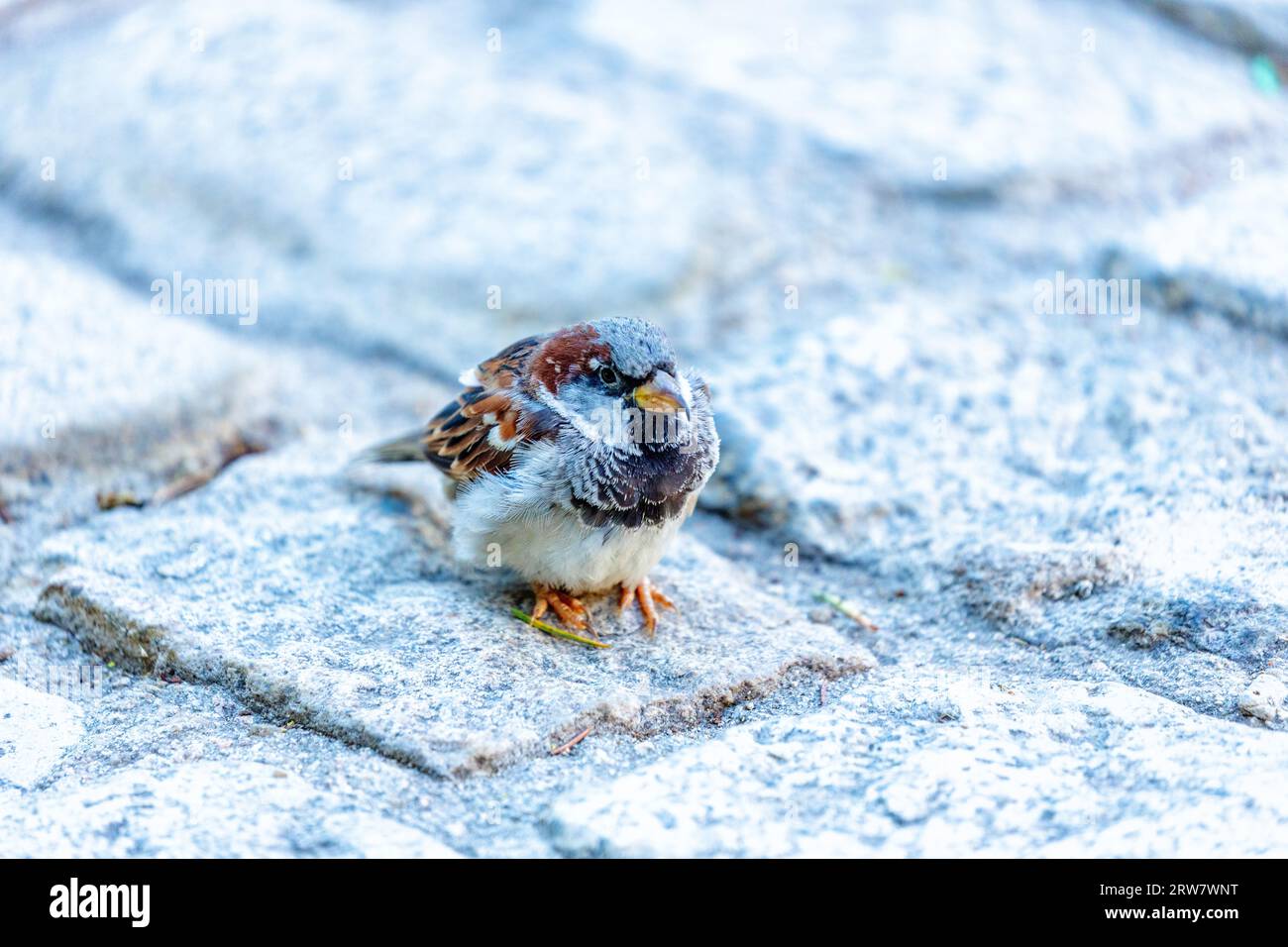 Common House Sparrow, Passer domesticus, visto all'aperto a Dublino, esemplifica la vita aviaria urbana in Irlanda. Foto Stock