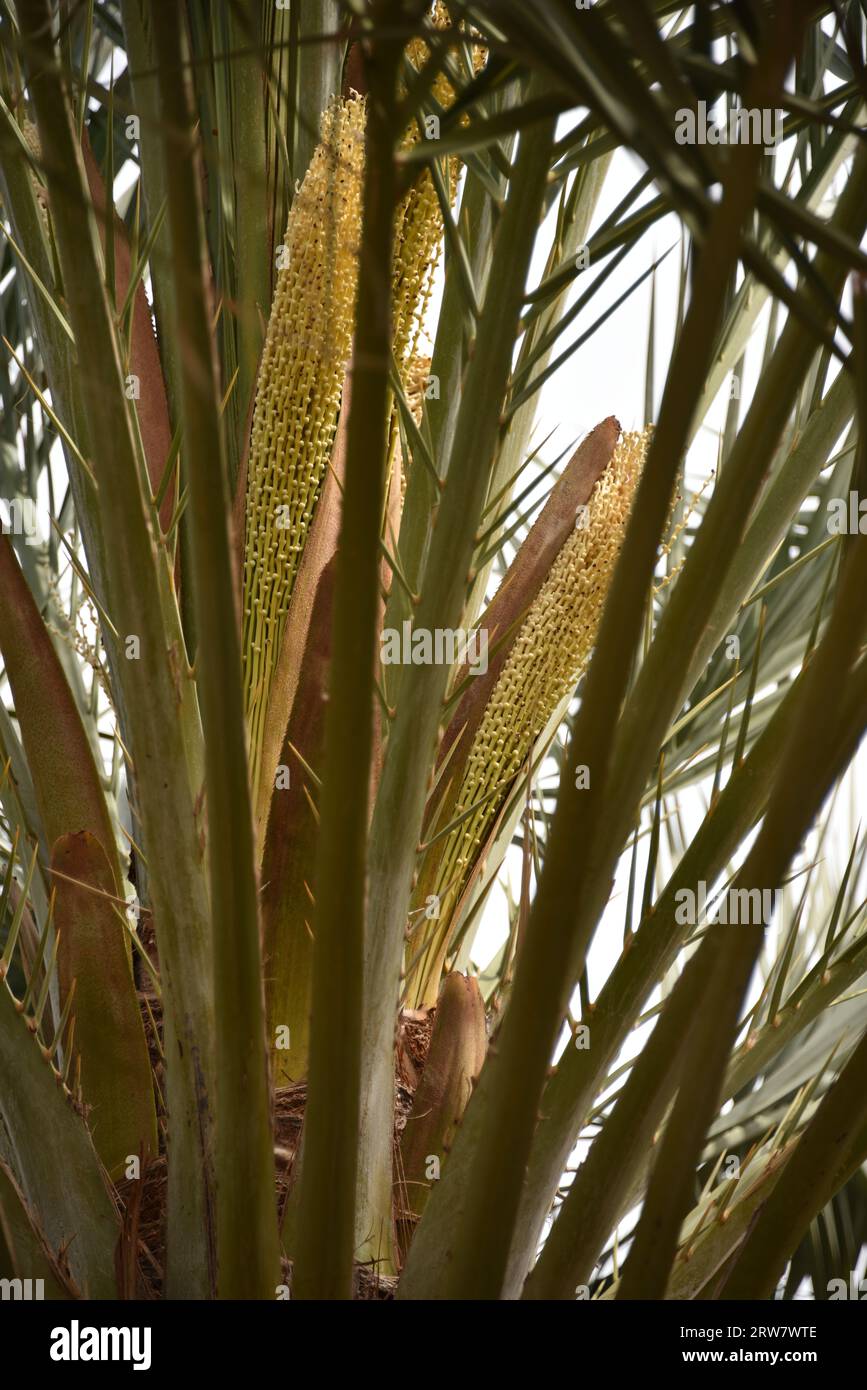 Yuma, AZ USA. 14/3/2023. Martha's Gardens Medjool Date Farm è stata fondata nel 1990 da Nels Rogers e sua moglie Martha. Foto Stock