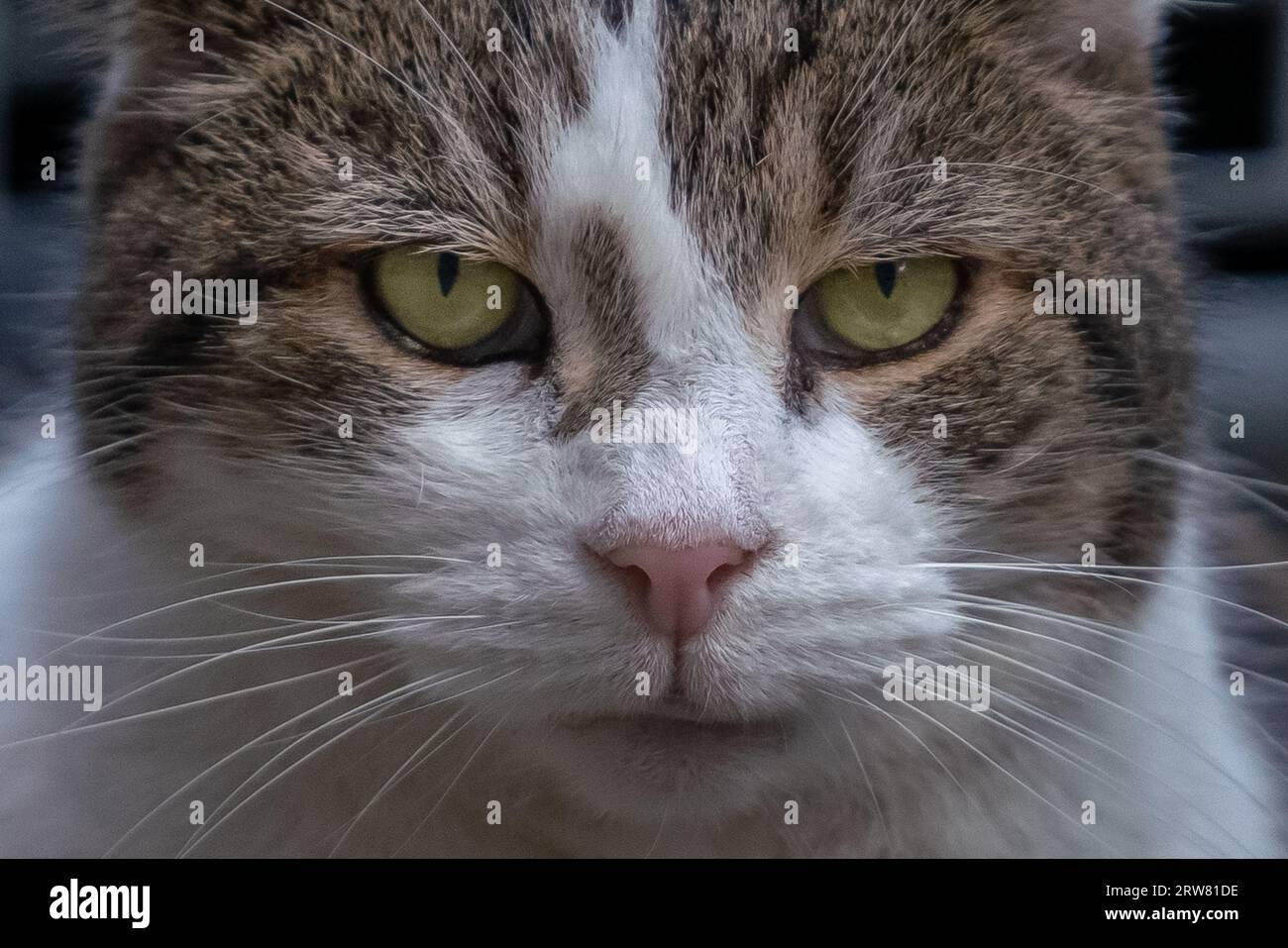 Larry il gatto del tabby che ha servito come capo Mouser presso l'ufficio del Gabinetto al 10 di Downing Street dal 2011. Foto Stock