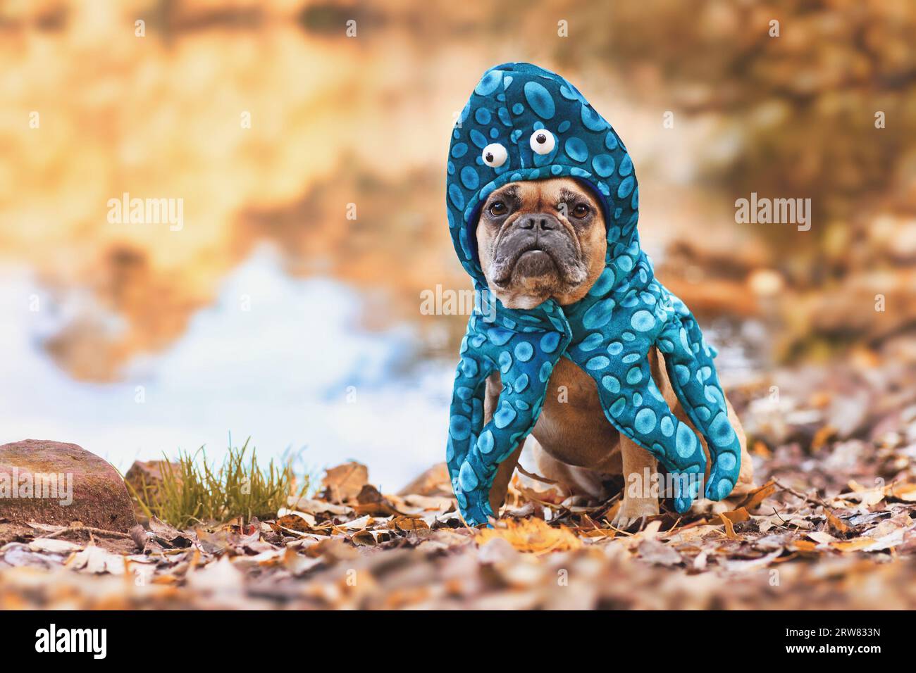 Divertente costume da cane di Halloween. Grazioso Bulldog francese che indossa una tuta di polpo con occhi e braccia al tentacolo Foto Stock