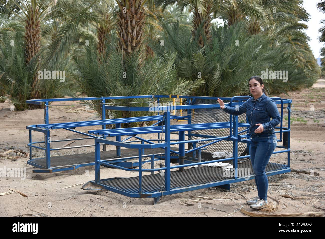 Yuma, AZ USA. 14/3/2023. Martha's Gardens Medjool Date Farm è stata fondata nel 1990 da Nels Rogers e sua moglie Martha. Foto Stock