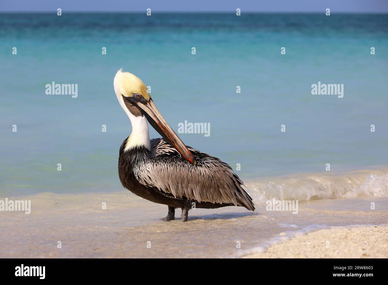 Pelican riposa sulla sabbia della spiaggia dell'oceano Atlantico. Uccello selvatico sullo sfondo delle onde blu Foto Stock