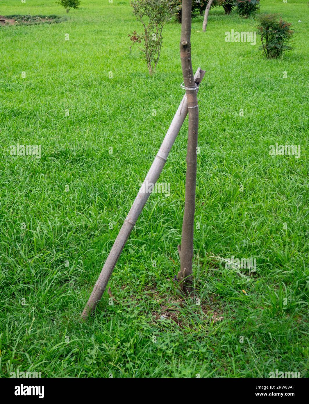 Bastoncini Supporto Piante In Bambù Verde - 30 Pezzi Da 30 Cm Con