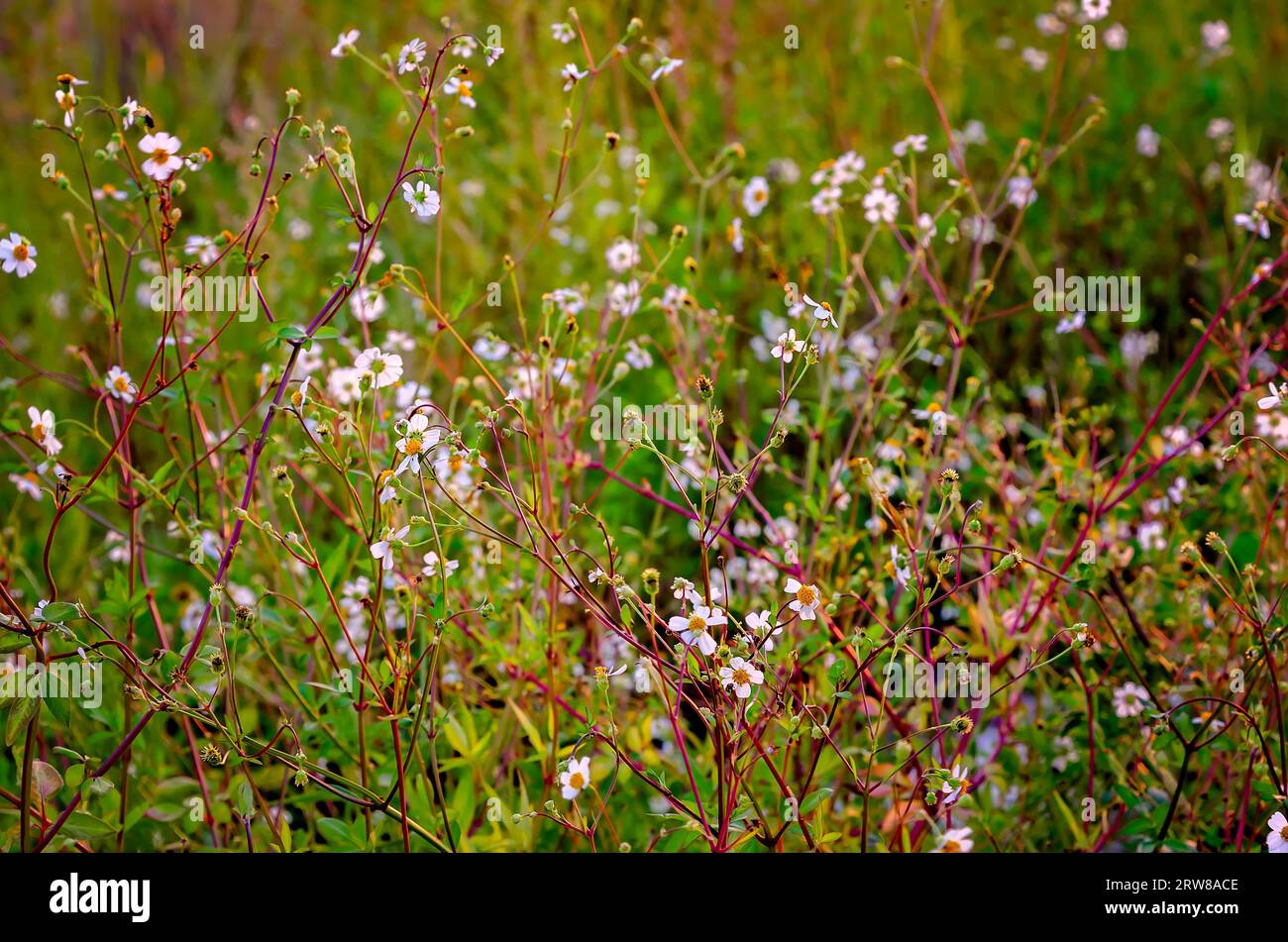 Beggarticks (Bidens alba) fioriscono lungo il bordo di una palude, 14 settembre 2023, a Bayou la Batre, Alabama. Foto Stock