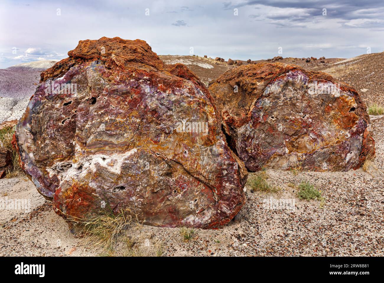 Il legno pietrificato risale al tardo Triassico, circa 225 milioni di anni fa. Petrified Forest National Park, Arizona, USA Foto Stock