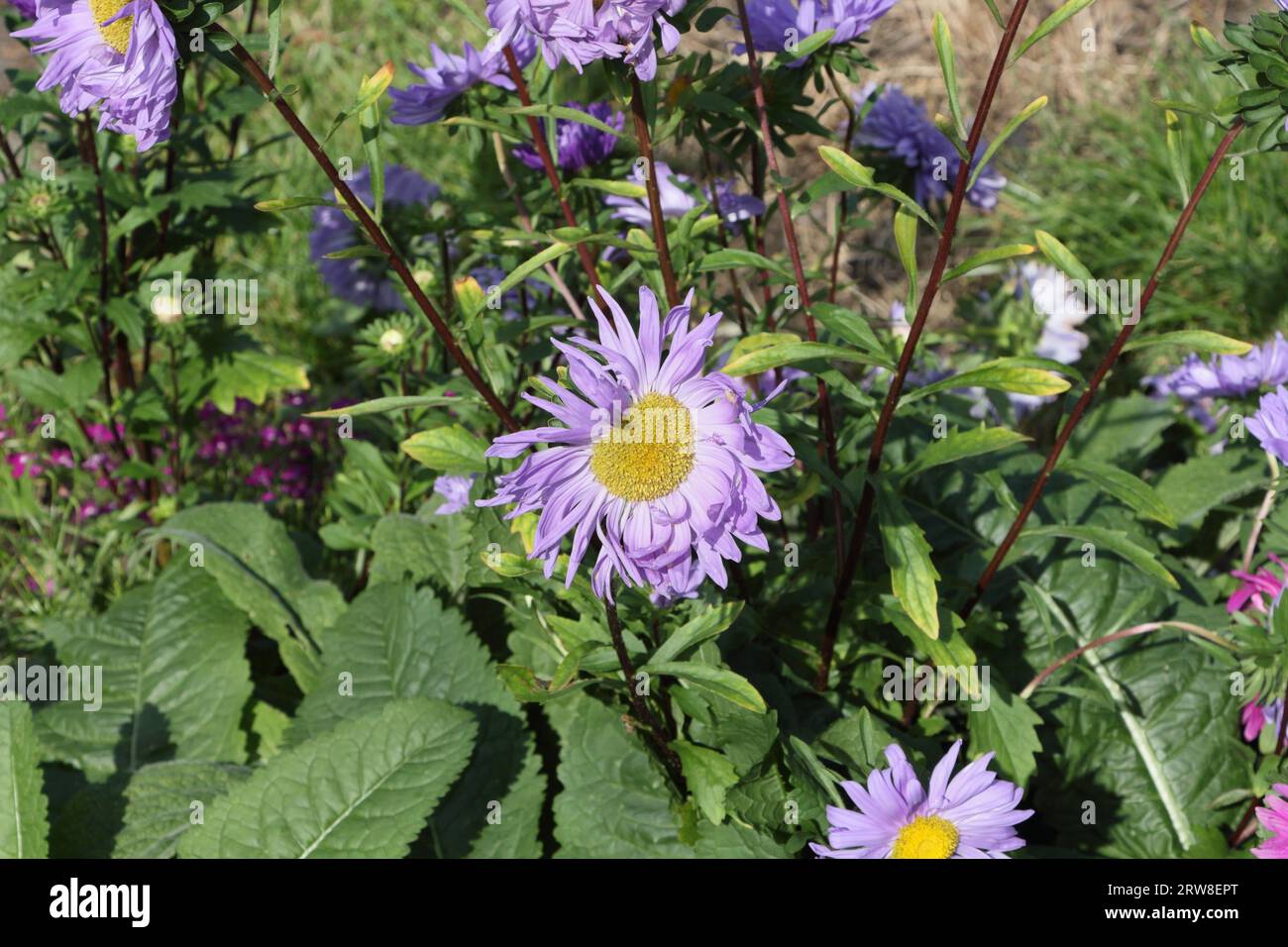 Aster Lady in fiore blu petali viola centro giallo novi-belgii Foto Stock