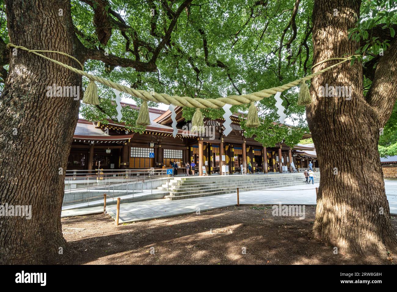 Una corda sacra posta tra due alberi di canfora al Meotogusu nel cortile interno che guarda verso l'edificio principale del santuario Meiji Jingu situato all'interno di un parco forestale di 170 acri, a Shibuya, Tokyo, Giappone. Il santuario shintoista è dedicato agli spiriti dell'imperatore Meiji e di sua moglie, l'imperatrice Shoken. Foto Stock