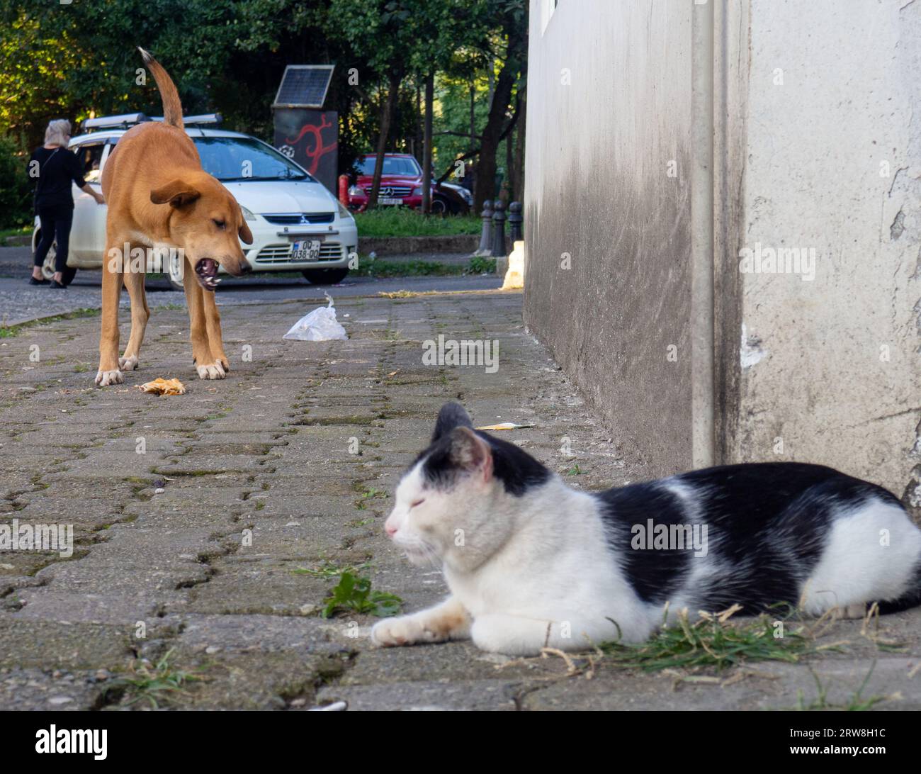 Concetto di relazione tra cani e gatti. Animali da cortile. Buoni vicini. Il gatto guarda il cane da dietro l'angolo. Il cane mangia e il gatto guarda Foto Stock