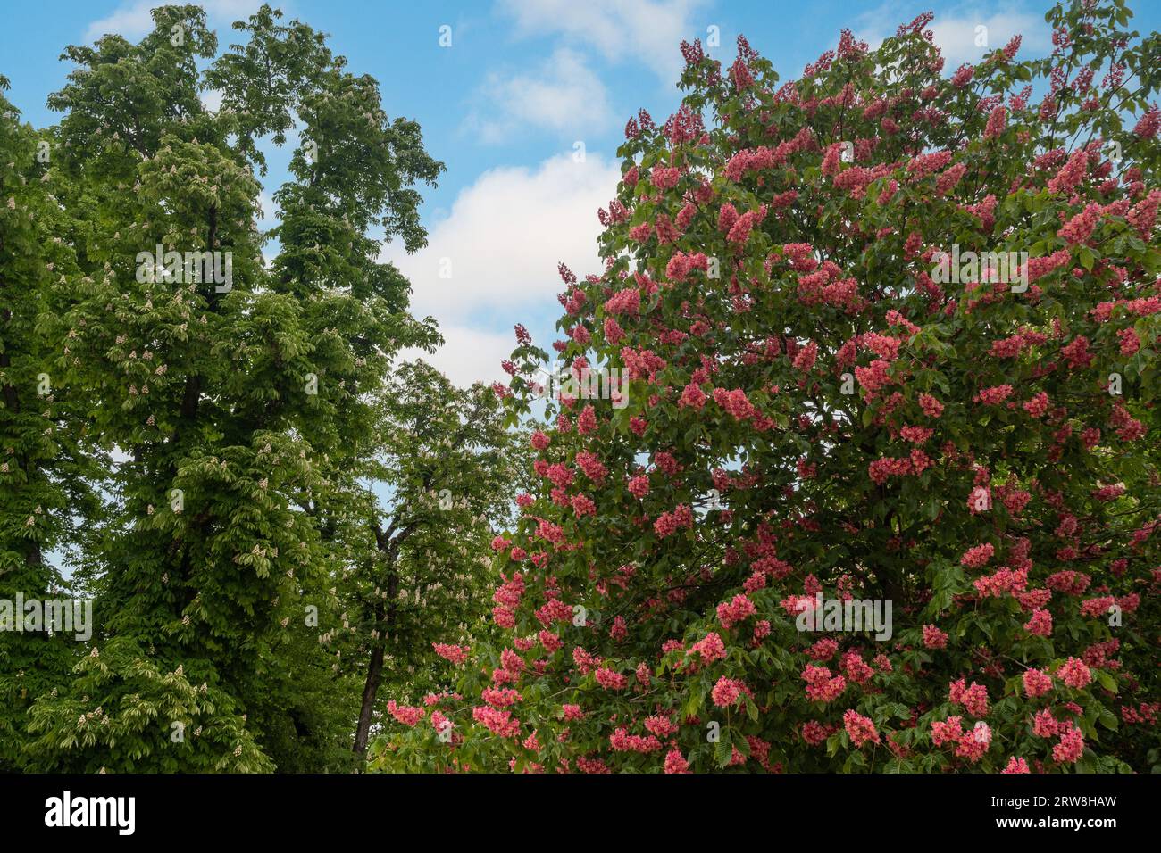 Primo piano di alberi di castagno (Aesculus hippocastanum) in piena fioritura in primavera, Parma, Emilia-Romagna, Italia Foto Stock