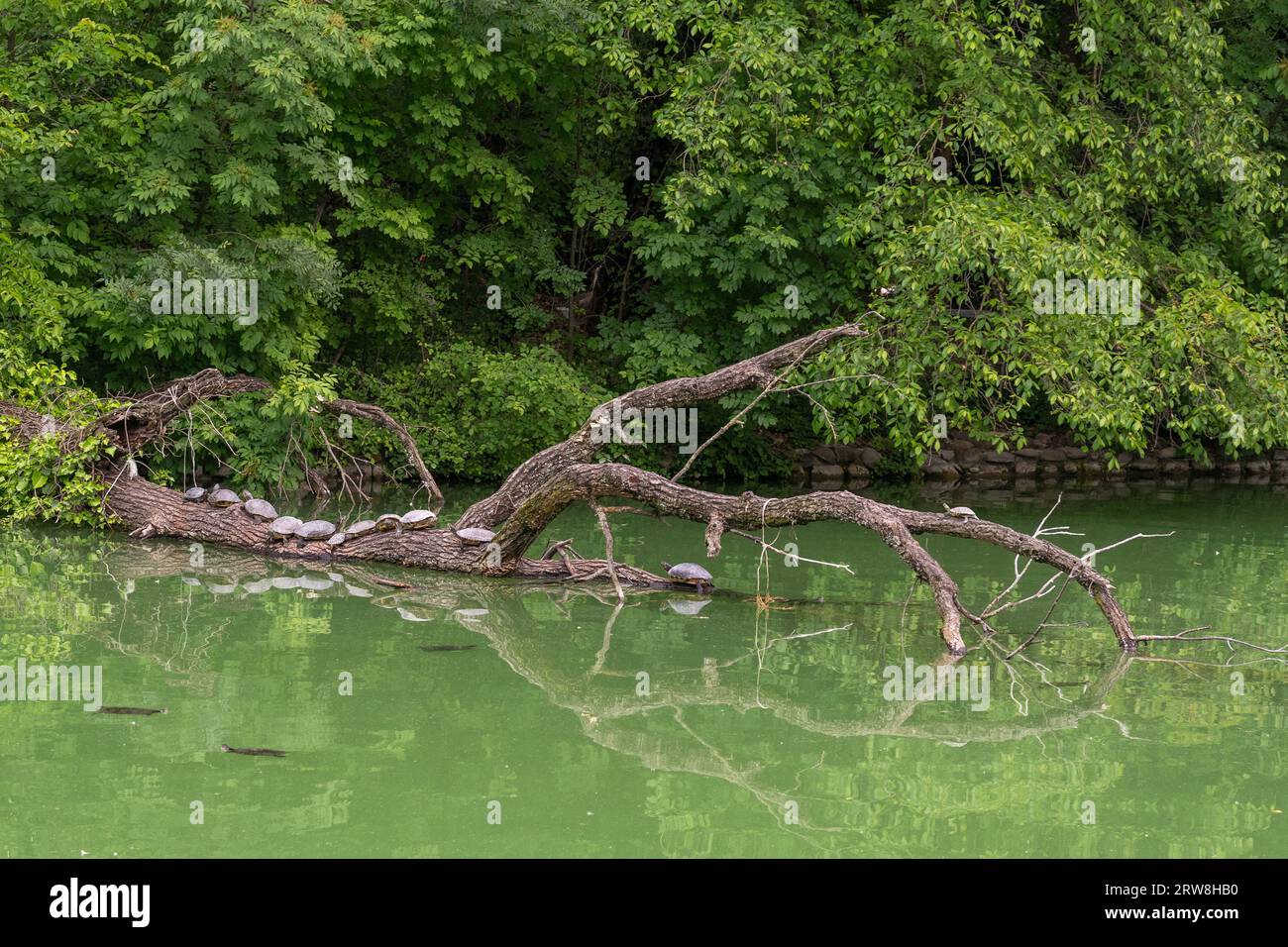 Scivoli stagni (Trachemys scripta), una specie di tartaruga semi-acquatica, che nuota e riposa su un tronco nello stagno del Parco Ducale di Parma, Italia Foto Stock