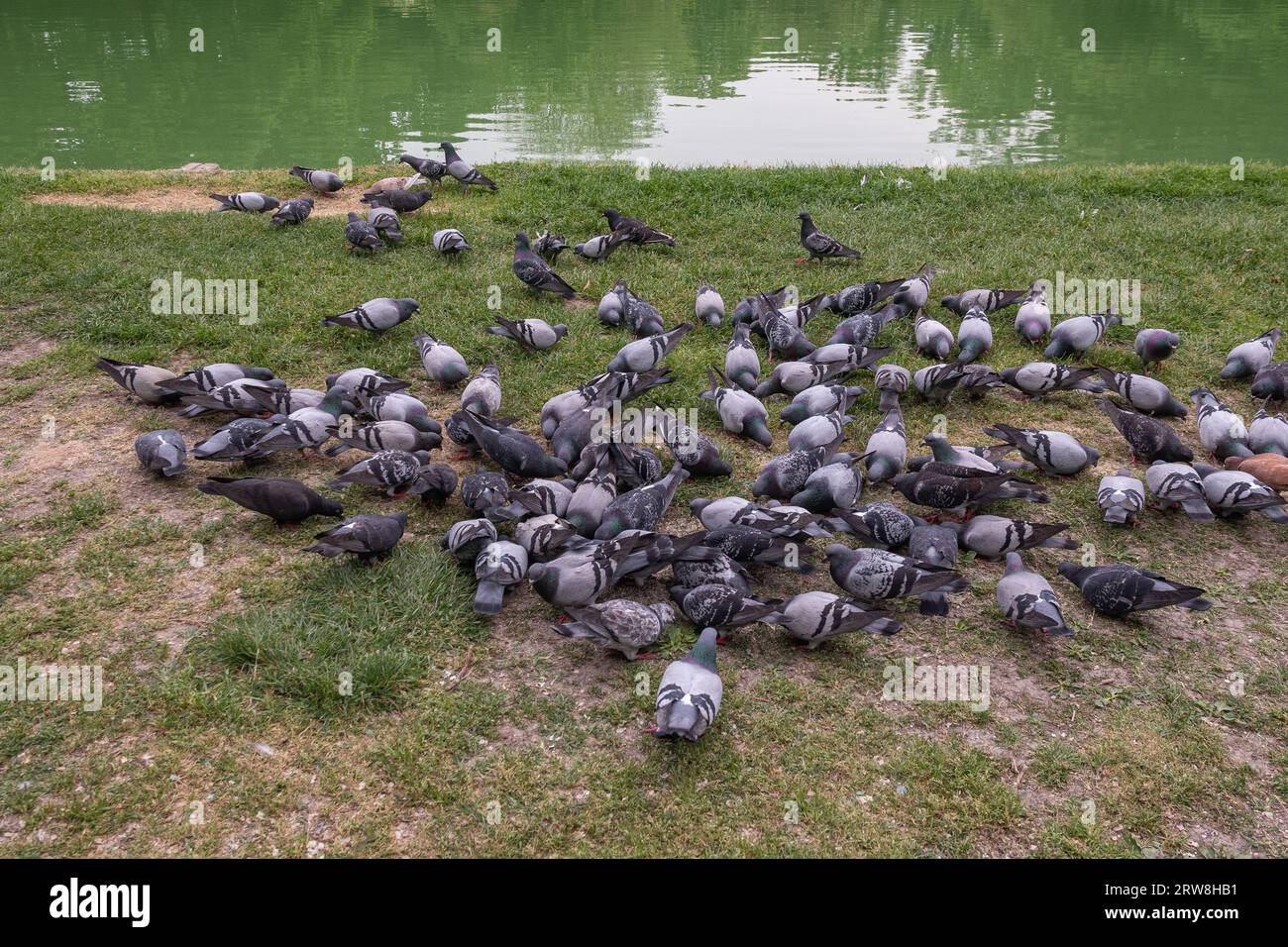 Gregge di piccioni sulla riva dello stagno ("peschiera") del Parco Ducale storico (XVI secolo) in primavera, Parma, Emilia-Romagna, Italia Foto Stock