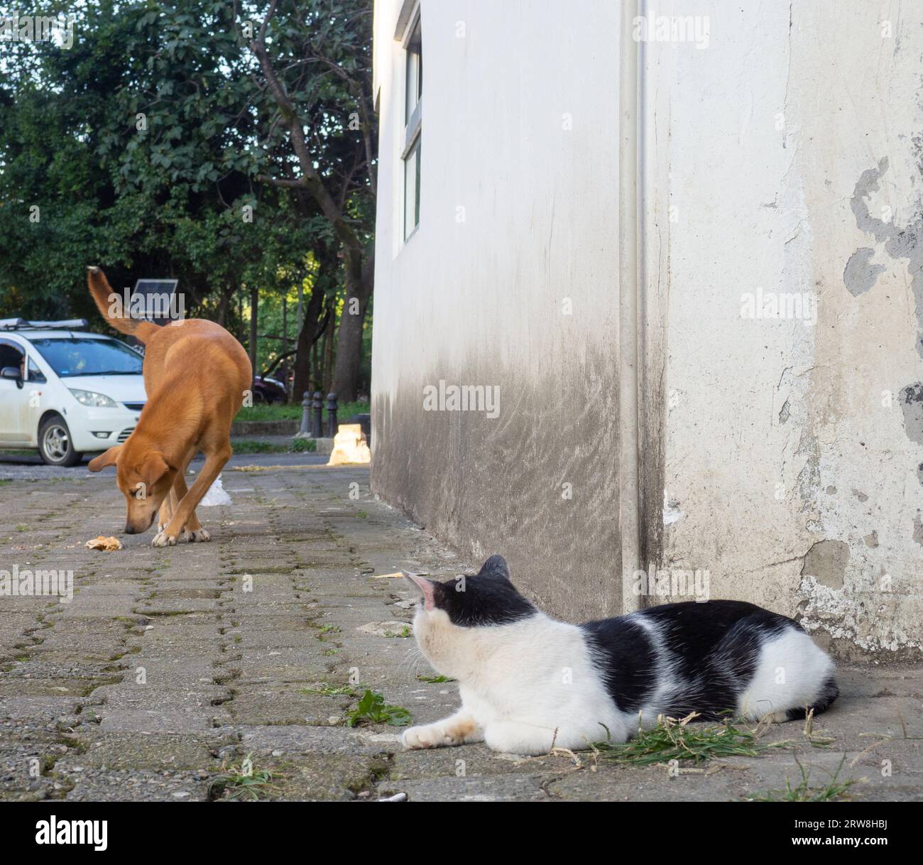 Concetto di relazione tra cani e gatti. Animali da cortile. Buoni vicini. Il gatto guarda il cane da dietro l'angolo. Il cane mangia e il gatto guarda Foto Stock