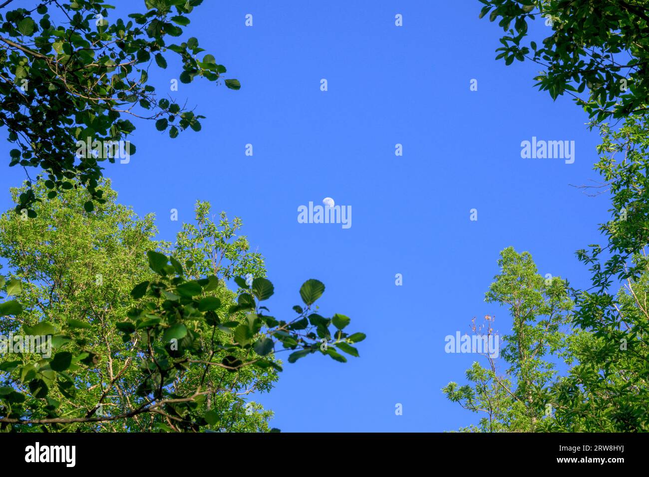 luna a mezzaluna con cielo blu incorniciato da rami d'albero nella foresta Foto Stock