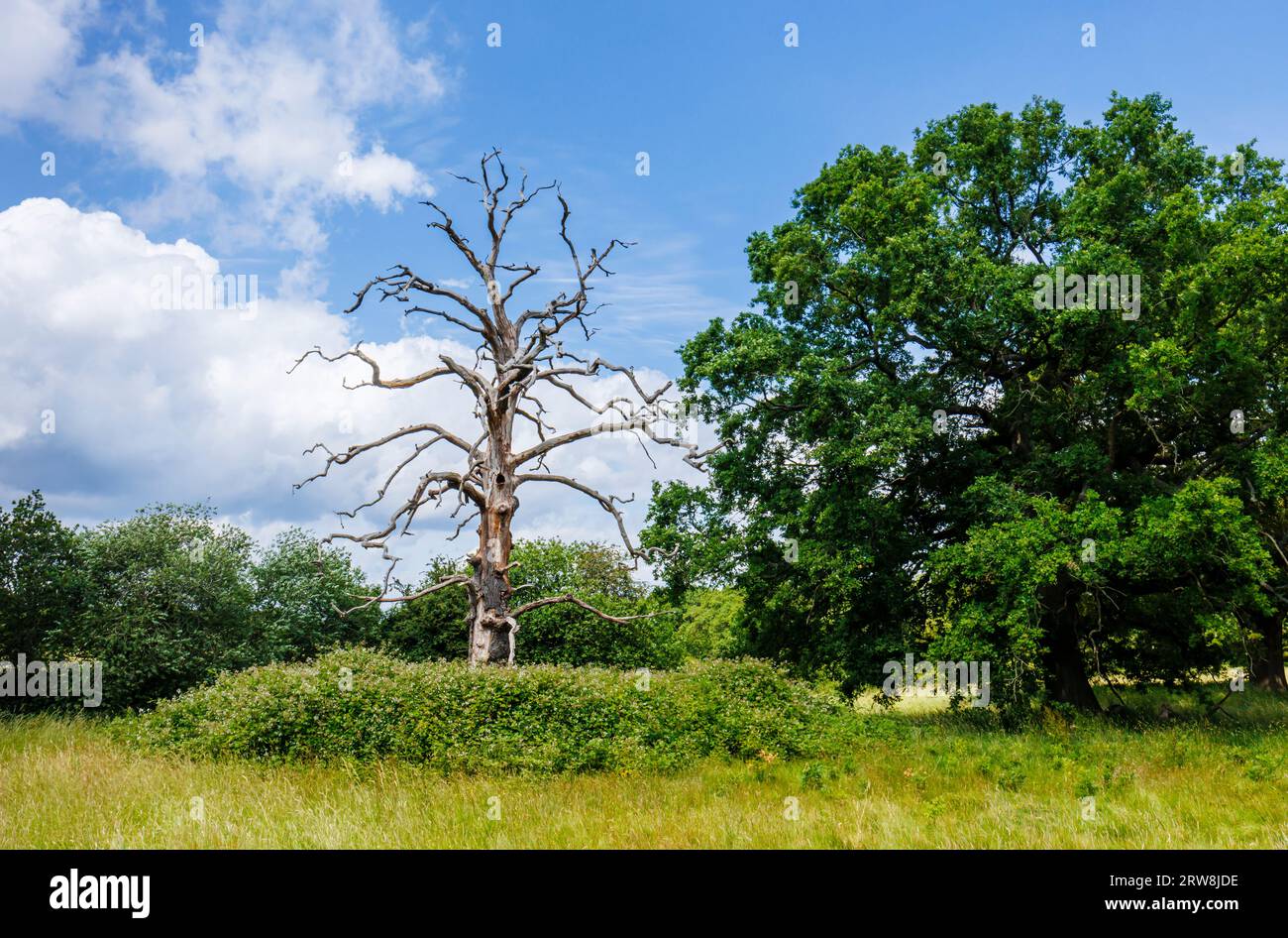 Uno scheletro vivo e morto di una quercia (Quercus robur) nel parco nel Surrey, nel sud-est dell'Inghilterra, in una giornata di sole con cielo blu e nuvole Foto Stock