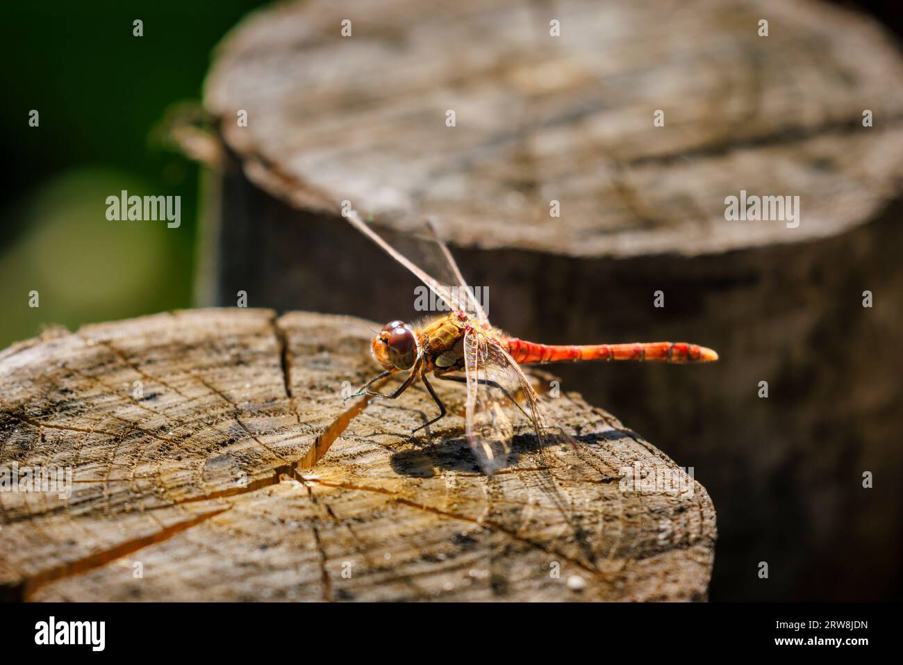 Rosso maturo maschio Common Darter (Sympetrum striolatum) a riposo su un tronco tagliato in uno stagno su Horsell Common, Woking, Surrey, Inghilterra sud-orientale Foto Stock