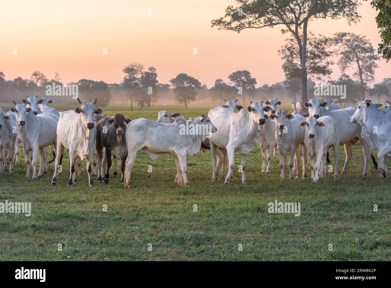 Tabapuan, un tipo brasiliano di bovini da manzo, nel Pantanal del Brasile. Sono ben adattati alle condizioni climatiche estreme del Pantanal Foto Stock