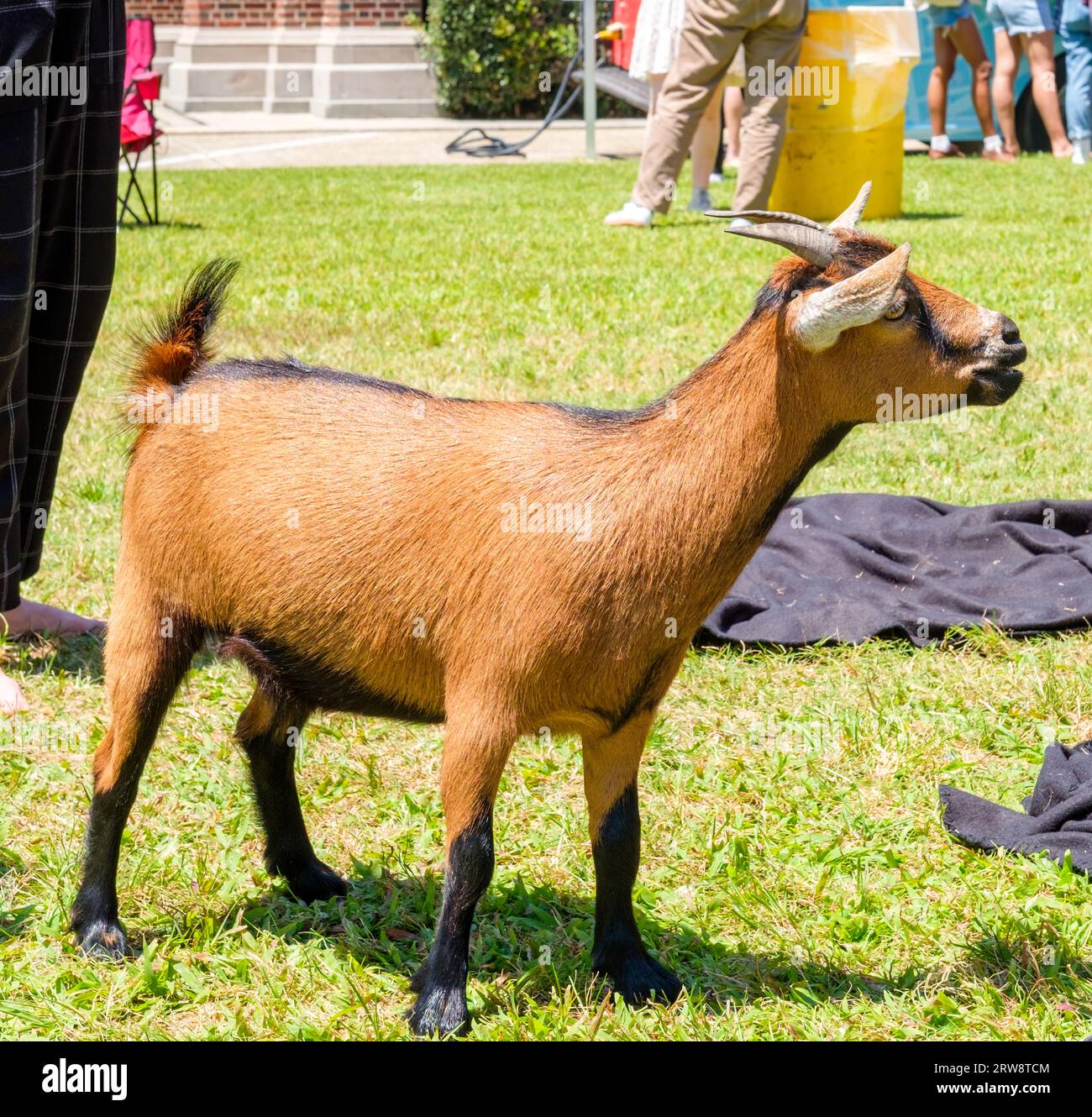 Primo piano di una capra maschile addomesticata a un evento all'aperto Foto Stock
