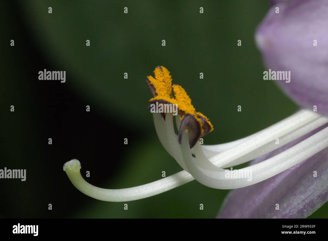 Il fiore Hosta, una scelta popolare tra i giardinieri, è rinomato per la sua bellezza accattivante e versatilità. In genere prospera nelle aree ombreggiate Foto Stock