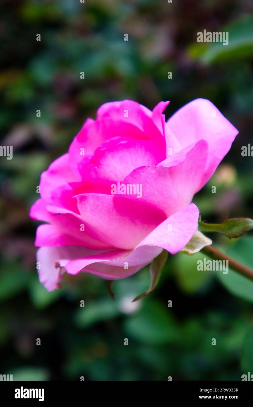 Il fiore di rosa, un innegabile simbolo di amore e passione, incanta gli appassionati della natura con la sua bellezza per antonomasia e la grazia senza pari. Foto Stock