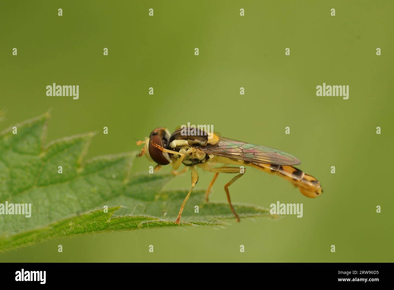Primo piano sulla lunga Hoverfly a strisce gialle, Sphaerophoria scripta seduta su una foglia verde Foto Stock