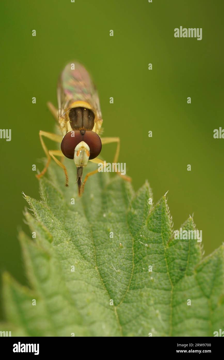 Primo piano sulla lunga Hoverfly a strisce gialle, Sphaerophoria scripta seduta su una foglia verde Foto Stock