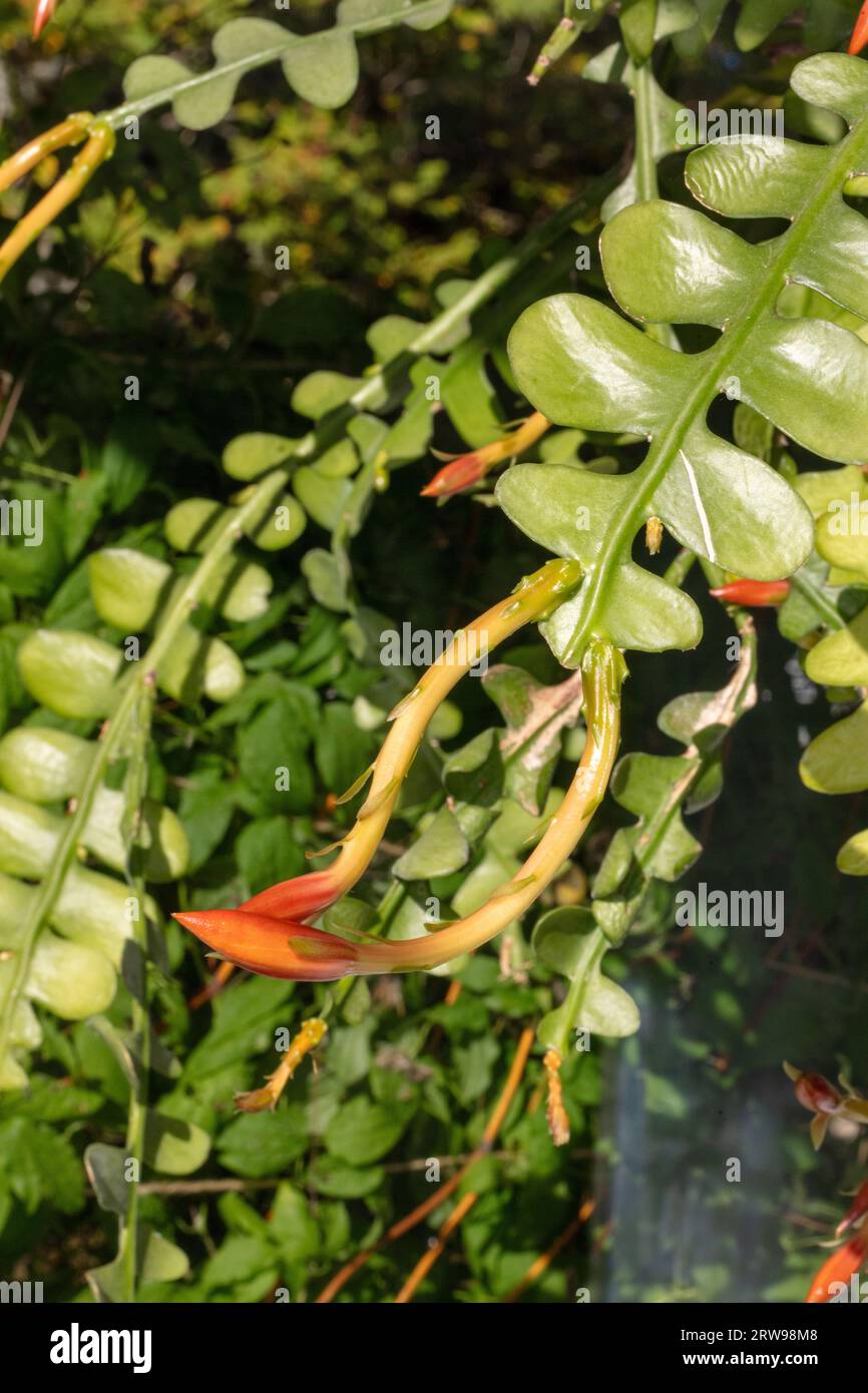 Fishbone Cactus, Flikig bladkaktus (Disocactus anguliger) Foto Stock