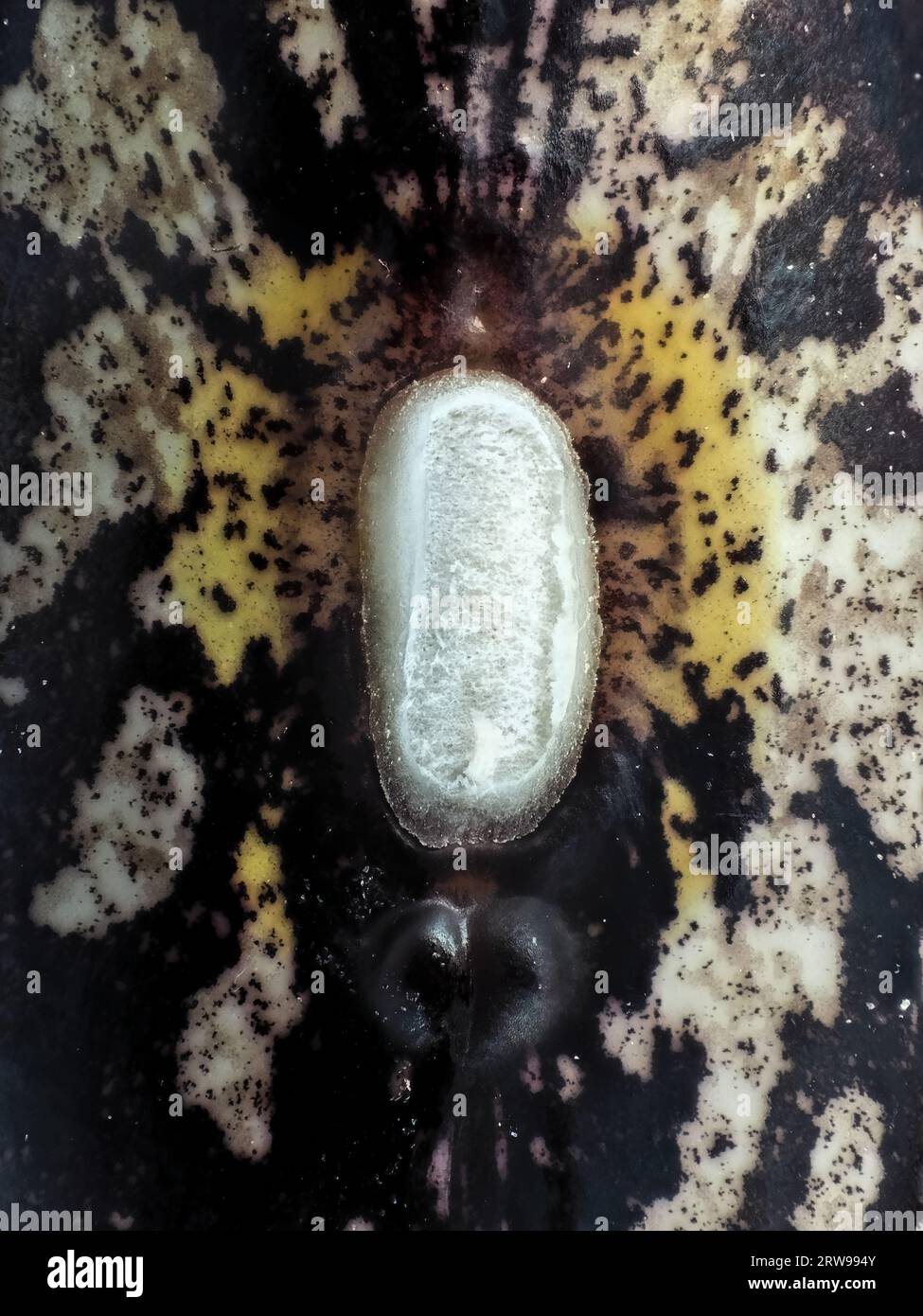 Fagioli da giardino (Phaseolus vulgaris - varietà migliorata Tendergreen) Hilum - 'occhio' - sotto il microscopio Foto Stock