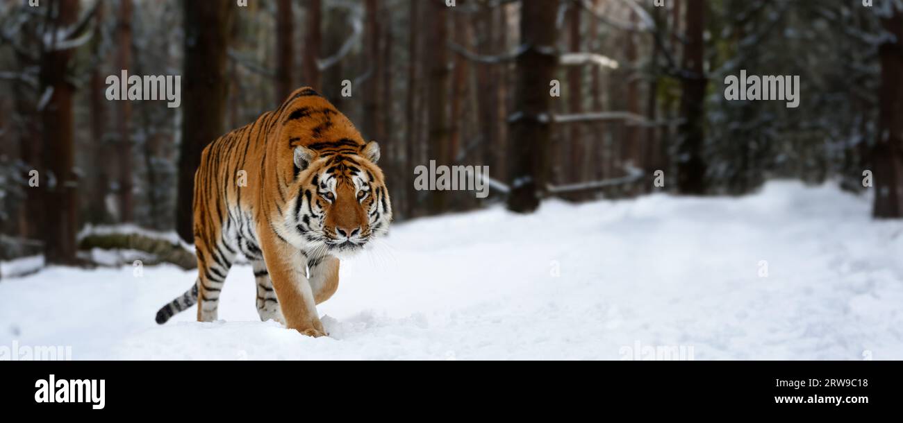 Primo piano Tiger adulto in tempo freddo. Neve tigre nella natura selvaggia invernale. Tigre siberiana, scena faunistica d'azione con animale pericoloso Foto Stock